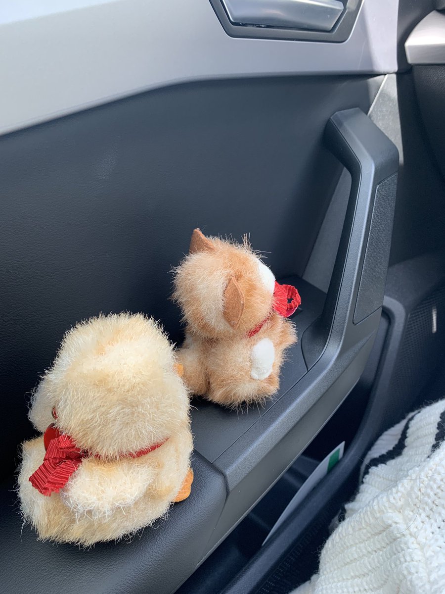 Road trip for Claud and Saffie: we is off to Worcester !! 🐥 🐱❤️🥰☀️☀️☀️☀️