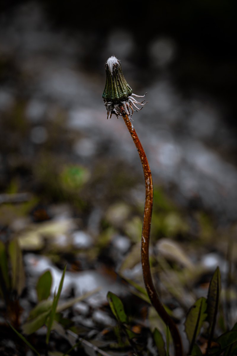 Happy Saturday. #NaturePhotography #quhl5 #peace 🕊️