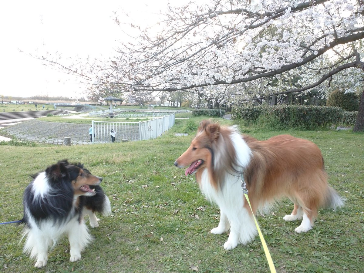 この春
人間の長男ｸﾝが巣立って行きました
急展開だったりもして
気持ちが追い付かずメソメソしてしまう日々を
またわんこ達に助けられました🍀
アネラは私がメソメソすると
激怒して鼓舞してくれ
マノアは心配そうにそっと身体を寄せてくれました😊
両極端なふたりですが本当に居てくれてありがとう