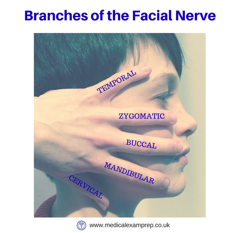 The hand-on-face method is a great way to remember the approximate location of all the terminal branches of the facial nerve #FOAMed #Anatomy #MRCEM #PLAB #medschool