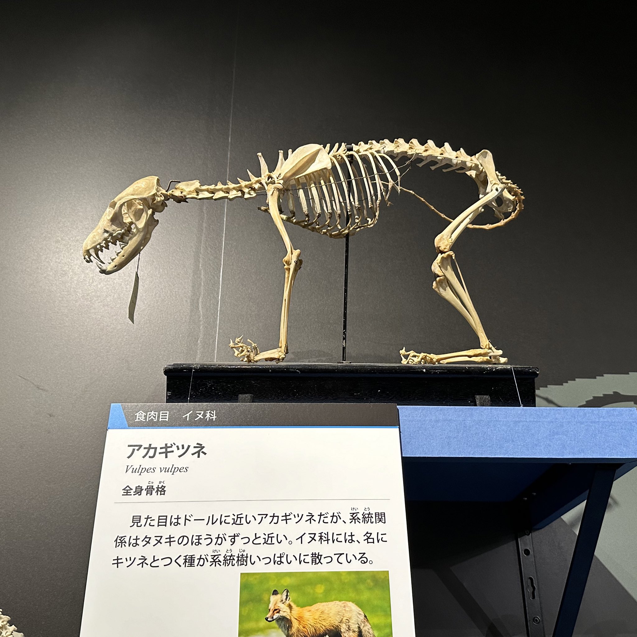 狐 骨格標本 全身（いほやきゅ on X: 