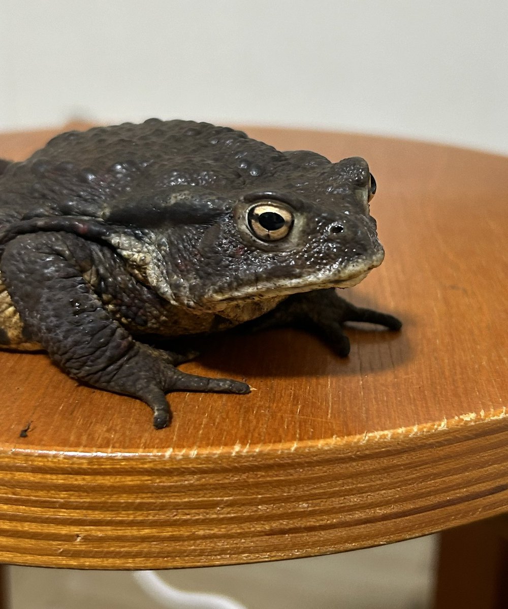 カエルとピョン🐸🐸🐸 (@marumaru0421) / Posts / X