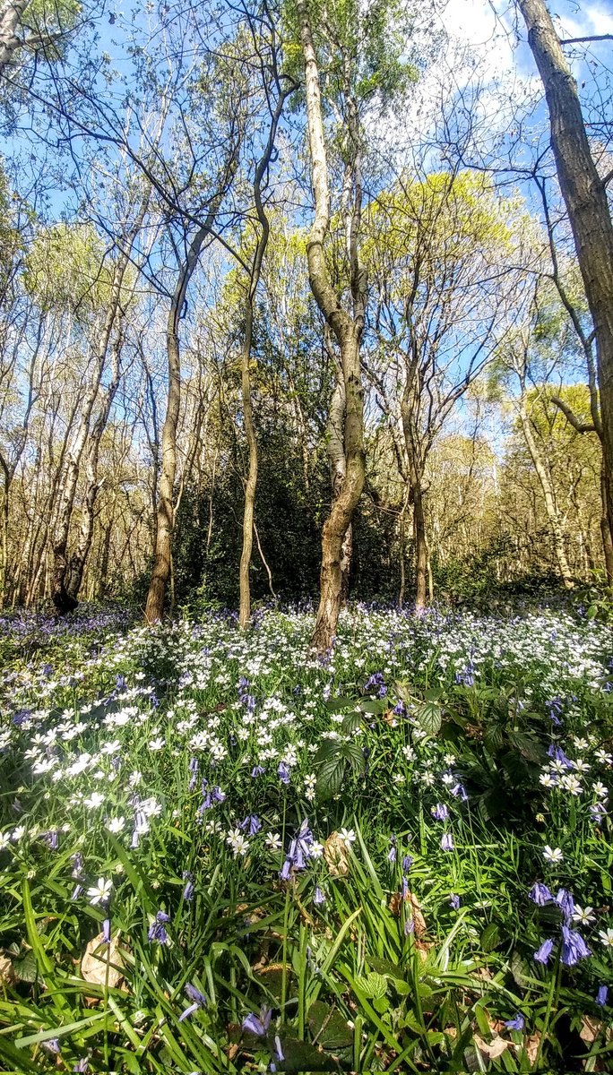 Bluebells and stitchwort carpeting the woodland floor.
Naturally beautiful 💜💙🩵🤍💚
#SouthYorkshire #wildflowers #woodland

Might need a click 💙