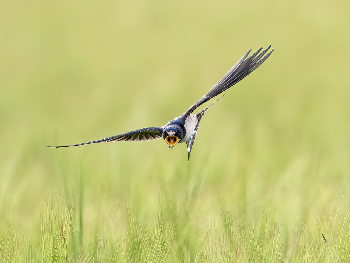 Swallow #TwitterNaturePhotography