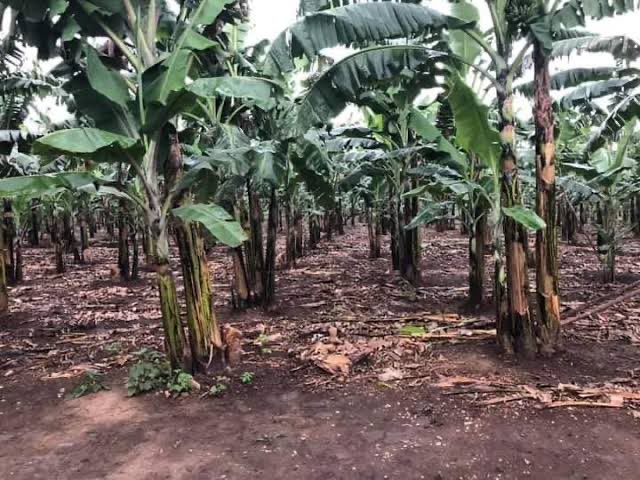 Uganda's agriculture thrives with diverse crops like coffee, tea, maize, and bananas, driving economic growth and food security. Traditional farming methods are evolving to boost productivity and sustainability. 🌱🌾☕️