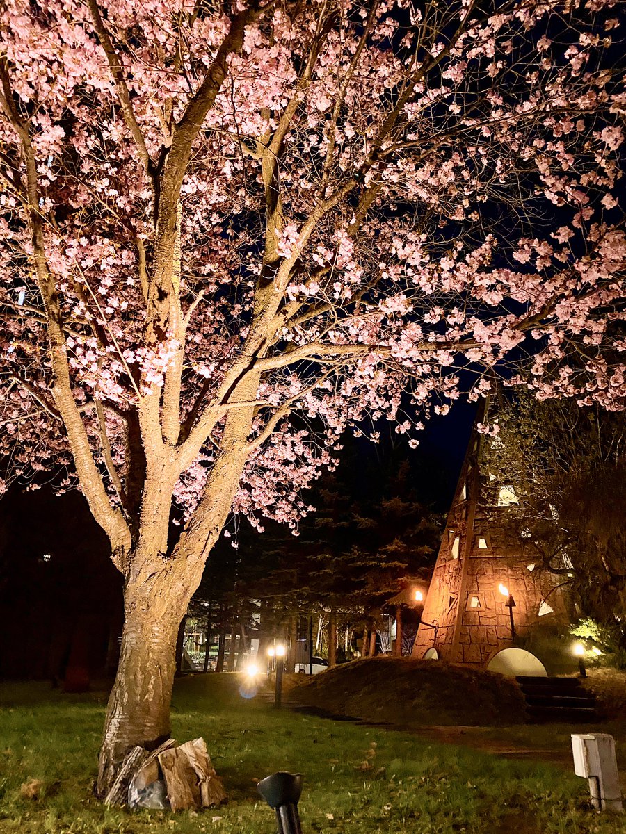 🌸北天の丘夜桜です😊🌸