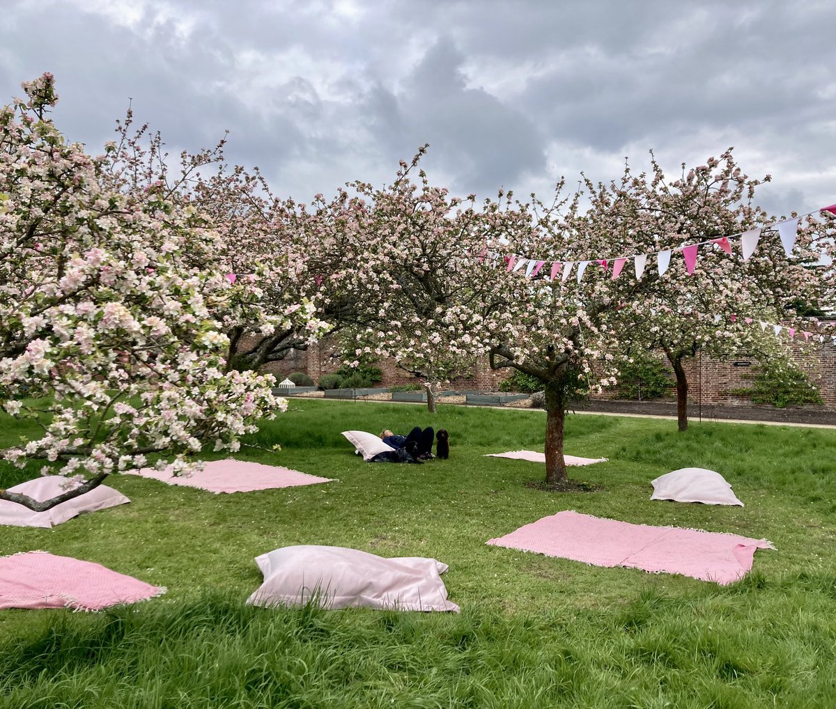 Blossom at Clumber Park 

Lovely display

& welcome beanbags!

Well worth a visit

@nationaltrust 

#ClumberPark #GetOutdoors #EveryoneNeedsNature