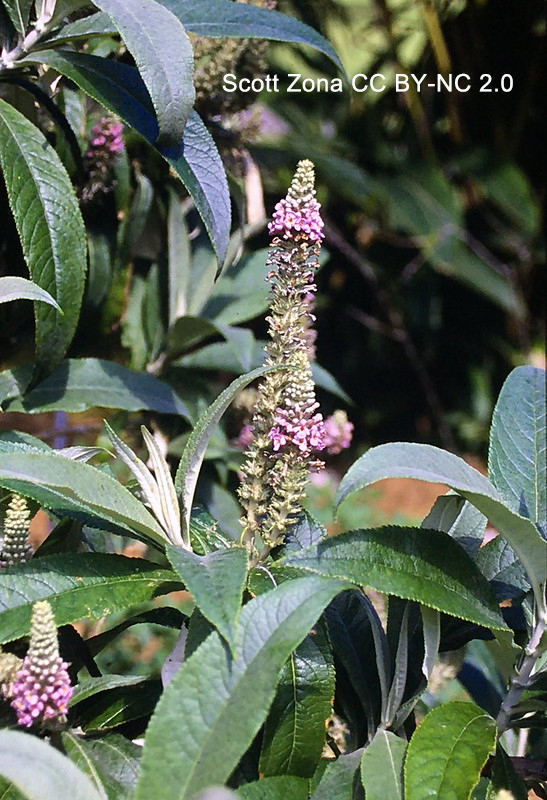 Most of the times I've seen #Buddleja have been in gardens. This was my first encounter with Buddleja macrostachya, a SE Asian species, growing in RBG Sydney. #Scrophulariaceae @BotanicSydney