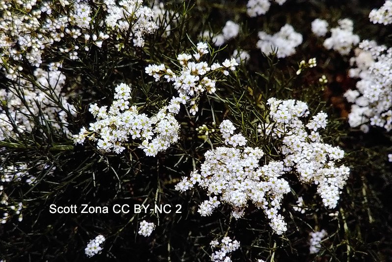 The genus Adenostoma has just 2 spp., but both are endemic to western N America. This is Adenostoma fasciculatum, a common component of the chaparral vegetation in California. It is in subfamily #Amygdaloideae of the #Rosaceae. #California