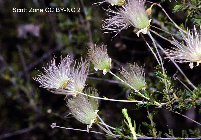 Fallugia paradoxa (#Rosaceae) has achenes with plumed, accrescent styles. The fruits resemble those of Purshia & Cercocarpus (#Dryadoideae), but morphological, cytological & molecular data support its placement in #Rosoideae. It’s like a Geum but woody.