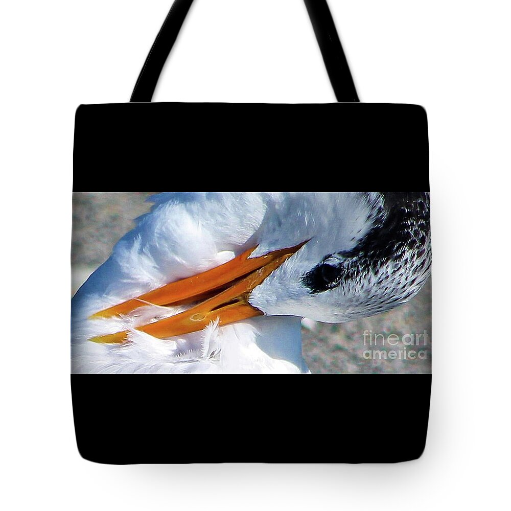 'A Royal Tern' #totebag 🧡 #birdphotography #birdwatching #royaltern Available in my shop 3-joanne-carey.pixels.com 🧡 #naturelovers #gifts #giftsformom #BuyIntoArt