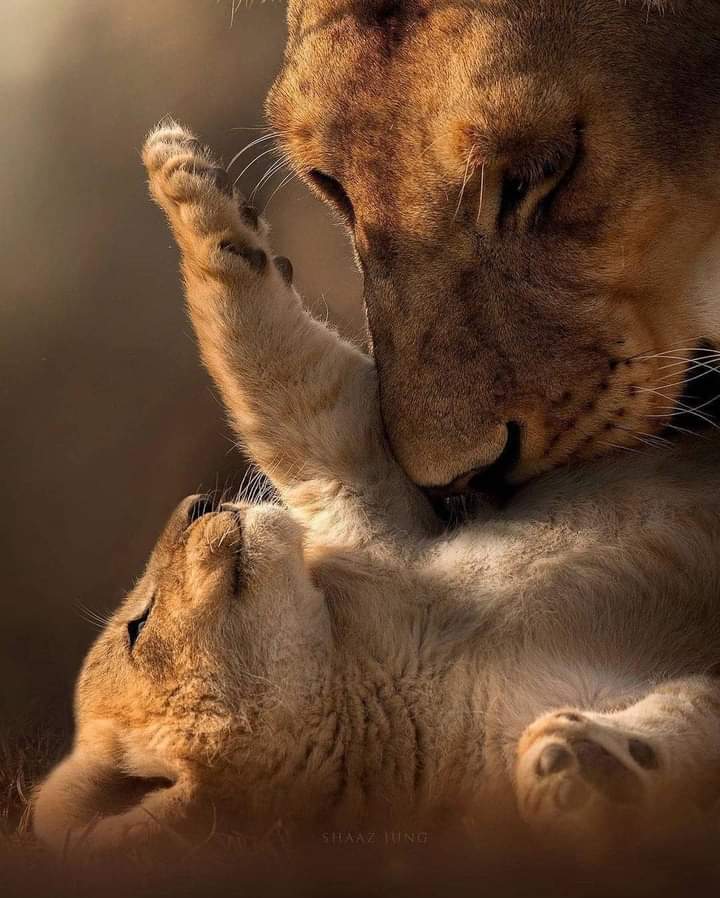 ❃❃❃ MOTHER'S LOVE 💖🦁💖
#nature #wildlifephotography #wildlife