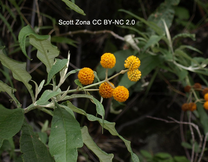 I saw Buddleja again in Chile. This is the aptly named B. globosa growing on the slopes of Volcan Osorno, vicinity of Lago Llanquihue. #Buddleja #Scrophulariaceae #Chile