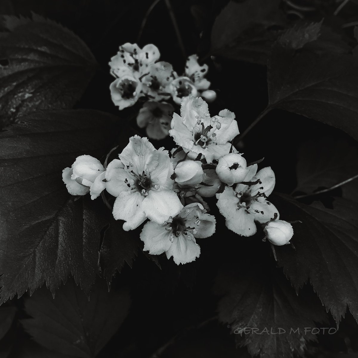 [ Oregon Hawthorn ] spotted while walking the dog, shot inProRaw format … editing still being improvable #bnw_macro #macrophotography #blackandwhitephotography #ThePhotoHour #BlackAndWhiteMacro