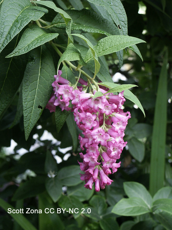 Buddleja colvilei is a Himalayan species with large (for a #Buddleja), funnel-shaped flowers in pendulous clusters. Joseph Hooker found the species in Sikkim in 1849 & named it in honor of Sir James Colvile, a judge who assisted Hooker in India. #Scrophulariaceae