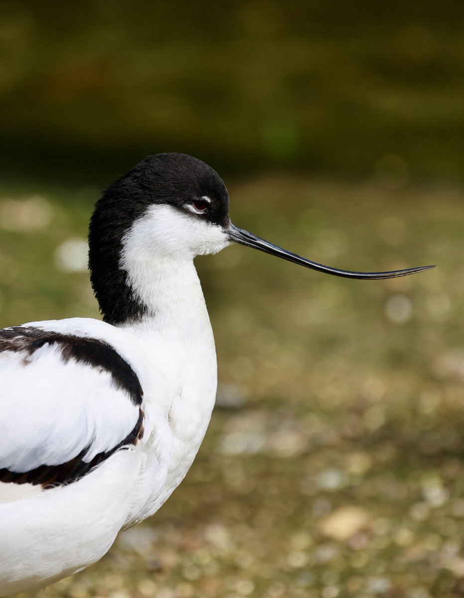 Avocet close up #birding #birdlovers #birdphotography #birdoftheday #birds #birdwatcher #birdwatching #pájaro #oiseau #photographylovers #wildlifephotography #vögel #wadingbirds #TwitterNatureCommunity #wadingbird