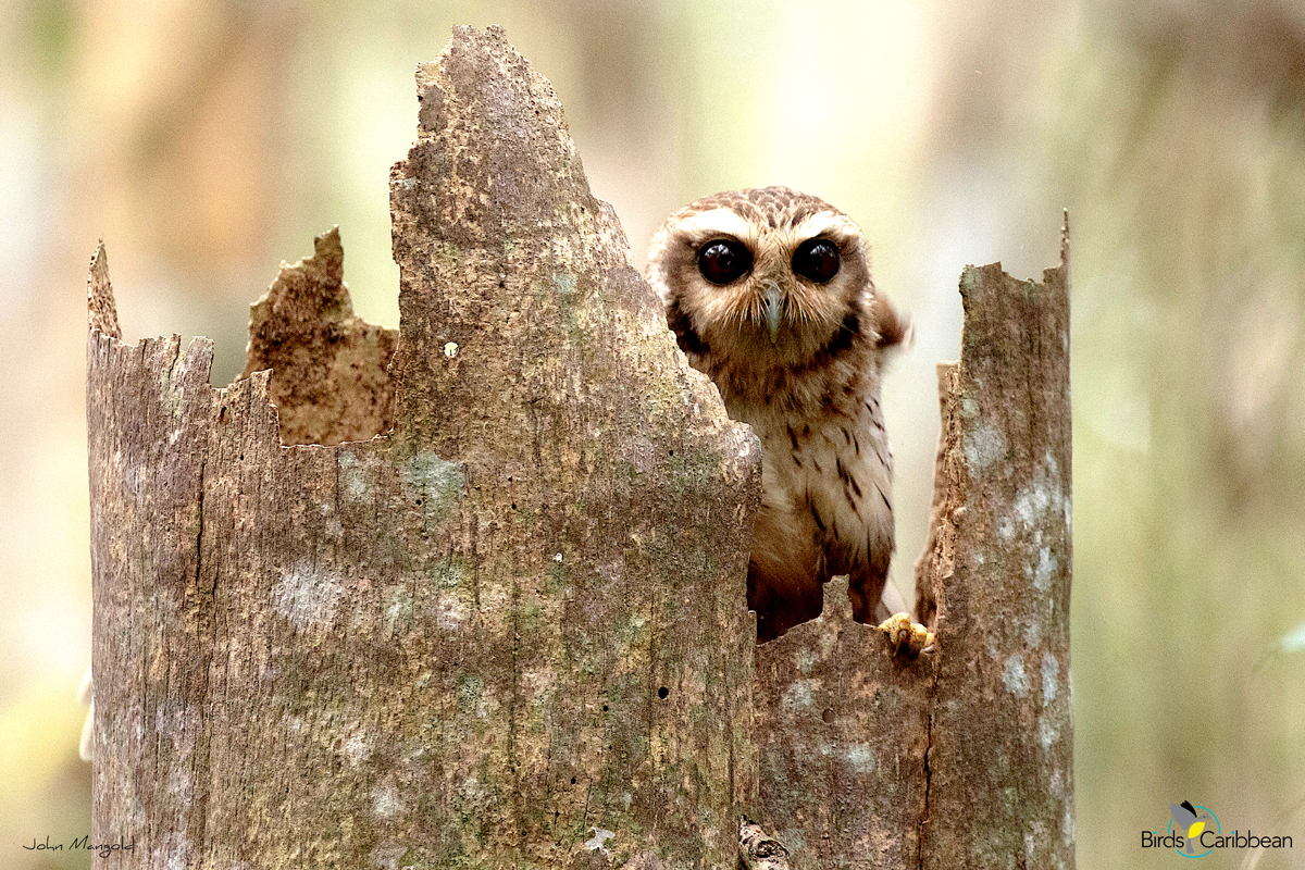 BirdsCaribbean tweet picture