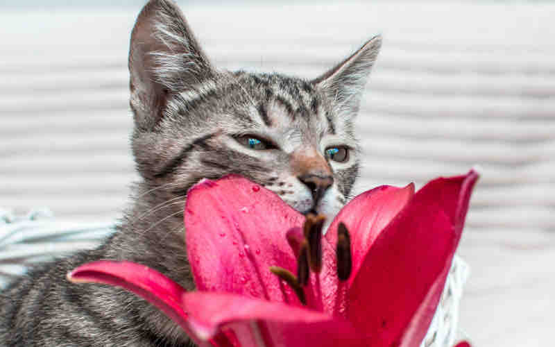 It’s Caturday!! Hope you have a purrfect weekend. 😸 . . #steinflorist #steinyourflorist #flowers #florist #flowershop #floristry #shopsmall #shoplocal #smallbusiness #phillyflorist #philadelphiaflorist #NJflorist #cat #caturday #catsaturday #lily #cute