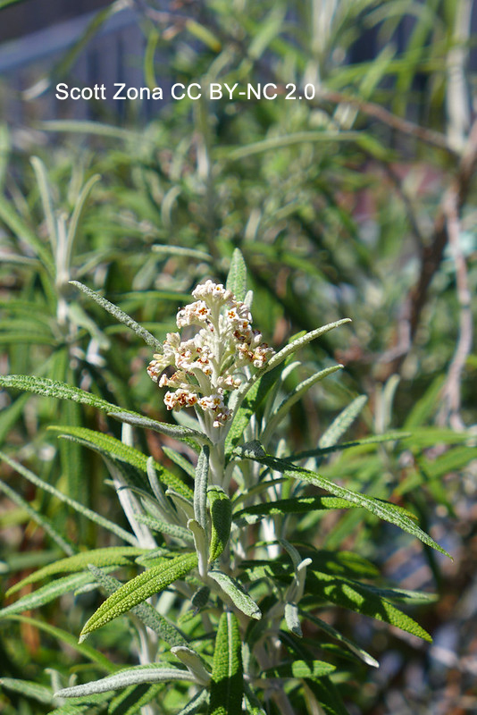 Just look at the narrow, revolute, hard leaves of Buddleja loricata. Those leaves tell the story of a plant adapted to harsh habitats. It is from South Africa and is one of the most drought-tolerant species of #Buddleja. #Scrophulariaceae