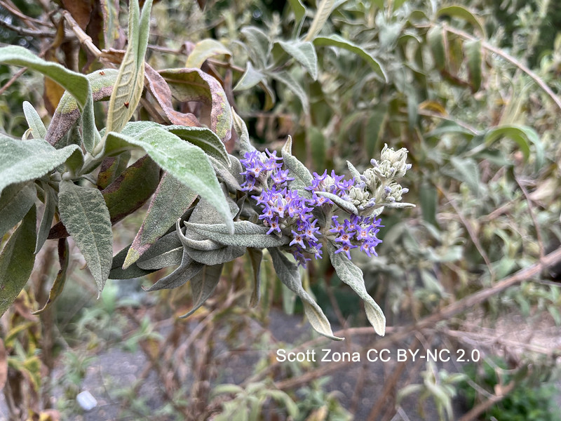 This is Buddleja salviifolia, a species from eastern & southern Africa. Like the one in yesterday’s #Buddleja post, this species is adapted to dry, harsh conditions. #Scrophulariaceae Cue music: 🎶 It's the Hard-Knock Life. 🎶