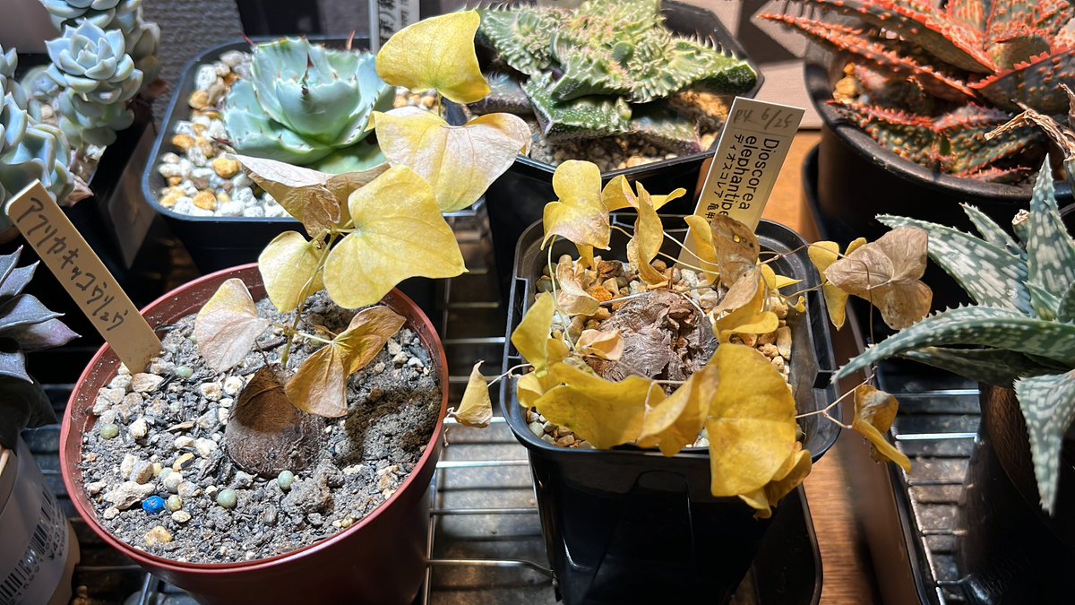 kino_hy_green's tweet image. 4日前と比べると一気に真っ黄色
植え替える時は芋部分は土に埋めてあげて
水はかけなくてもよい？🤔

#亀甲竜 #Dioscorea