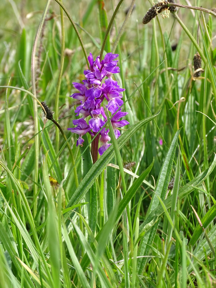 A real treat to create an eco report for Conwy greenkeepers this week. The course is alive with #wildlife <a href="/marieathorngolf/">Marie</a> <a href="/BIGGALtd/">British & International Golf Greenkeepers Assn.</a>