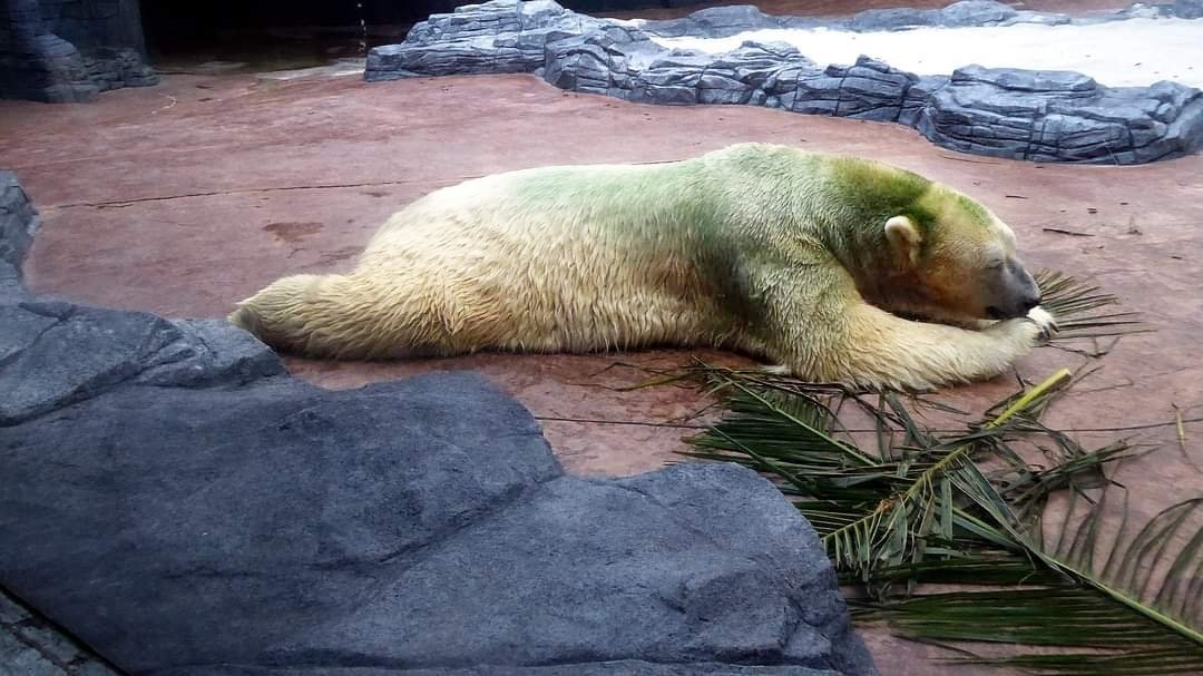 @AMAZlNGNATURE Arctique Bear eating bamboos at Singapore Zoo ( 2014, 35°C)...