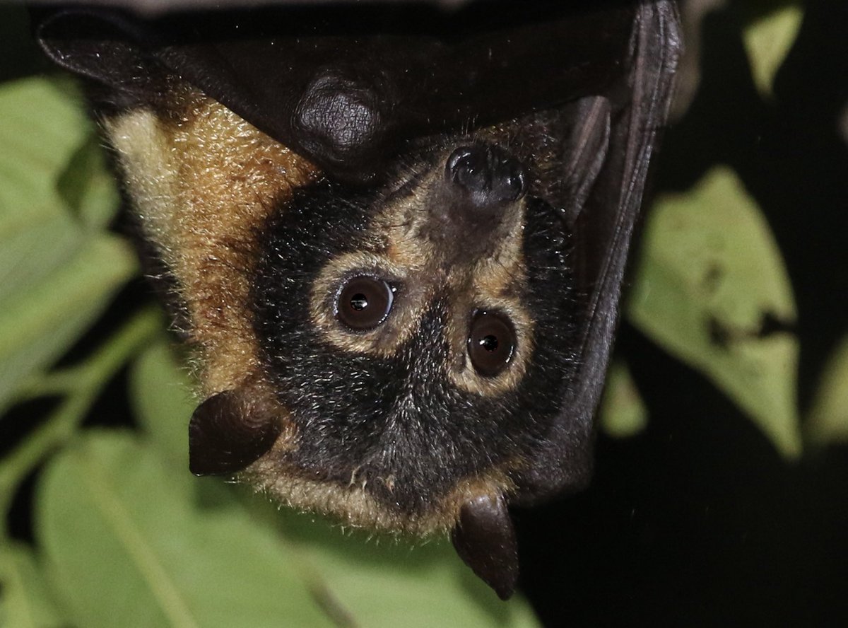 It was great to find a Spectacled flying fox  tonight #wildoz