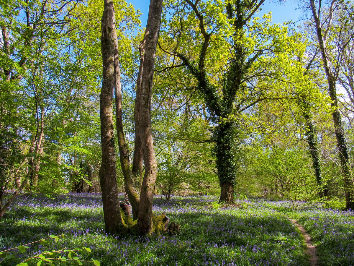 Bluebells in Awbridge #TestValley