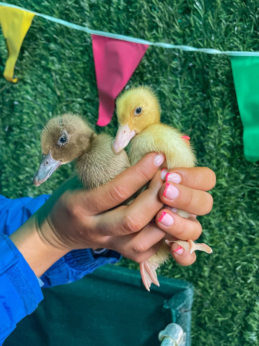 Look how much our DUCKLINGS have grown 🥹 ❤️ They are just the sweetest little things!! Come and say hi - they're in the Baby Barn on the Field Trail. You'll also find our gorgeous goat kids and our teenage chickens.

Prebook online to secure your tickets: bookings.manorafon-farm-park.co.uk/book