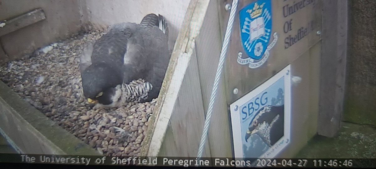 After an early start for the @shefbirdstudy Orgreave field trip... if Mrs P says it's naptime, who am I to argue? @SheffPeregrines