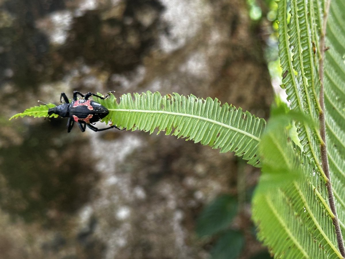 An interesting weevil 😊