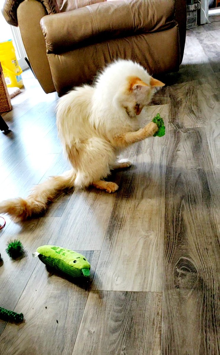 Find someone who looks at you the way Coco looks at his old flattened green puffball that I dragged out from under the couch 😹😻 #Coconut #Caturday