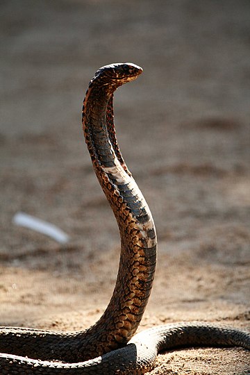 #CMBTN Kobra yılanı formasyonu işliyor. İnşallah bizi sokmaz. 🤭🤭🤭🤭🤭🤭🤭