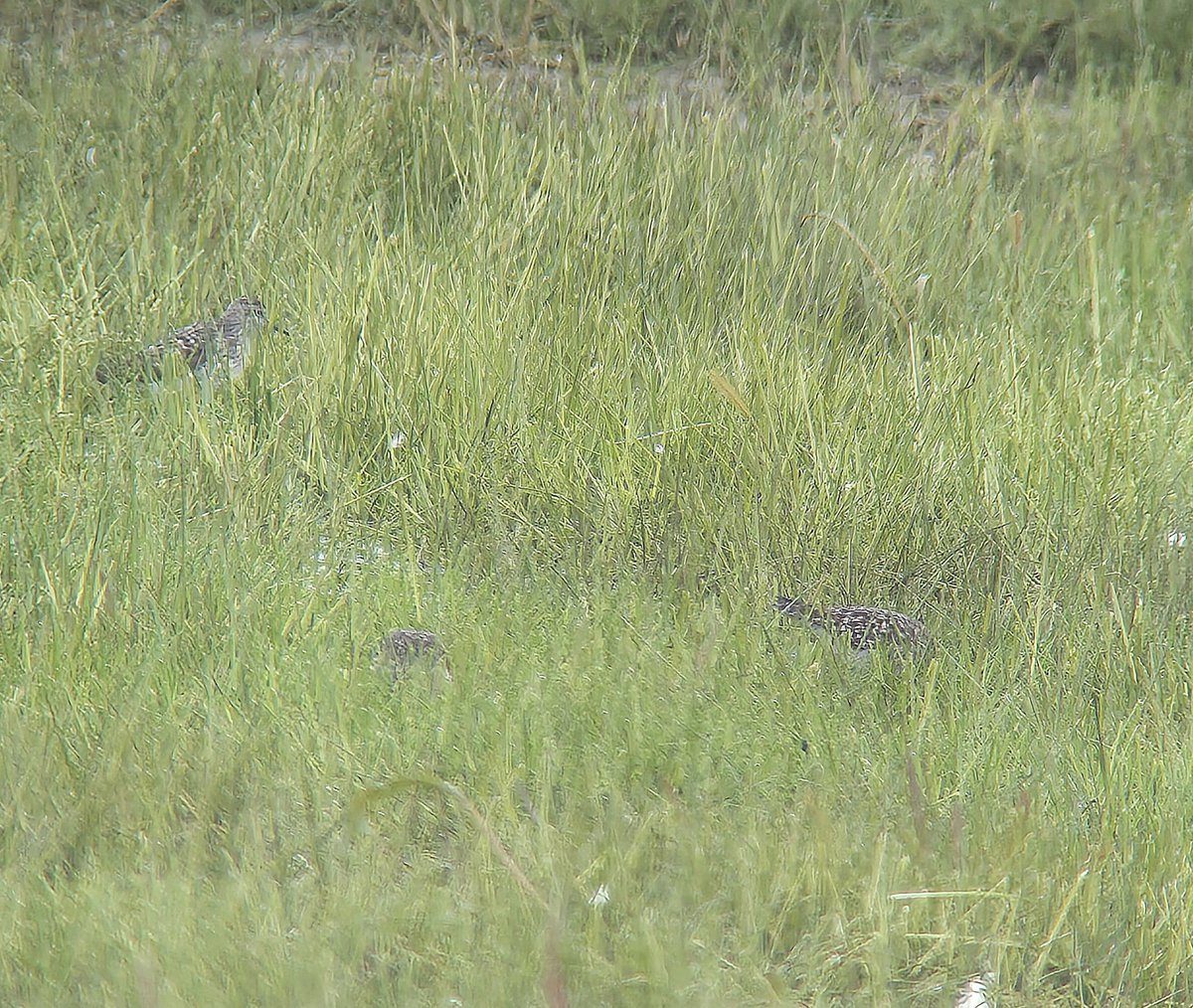 3 Wood Sand at Coombe Hill by late morning in the rain, also ads Little Gull, Ringed Plover, Dunlin, Ruff, Whimbrel, 3 Yellow Wag, 2 Garganey & 4 Cattle Egret #glosbirds