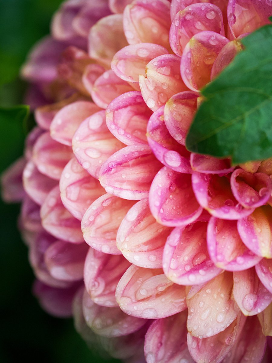 'i see backs bent in prayer plucking flowers and planting seeds.' - Emory Hall - 📷 Photo credit: Aaron Burden (@theaaronburden) on @unsplash