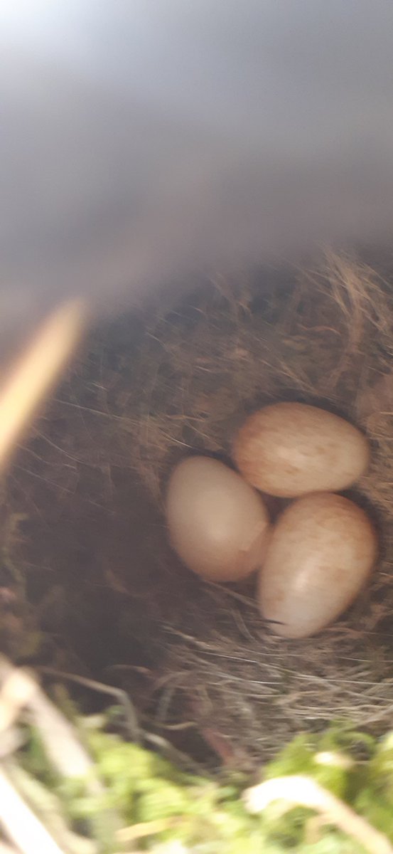 Nuthatches ( I think!) have taken over a pony hoof boot that I left hanging in the shed to dry. 3 eggs so far,terrible photo I know, but glad to be of service to these critters 🙂
