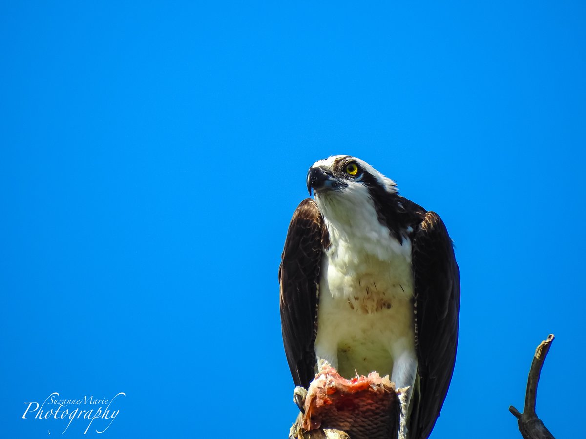 Osprey eating a Fish

#wildlife #birdphotography #wildlifephotography #photography #naturelovers #photooftheday #photographer #florida #plantcity #tampa #wildlifephotographer #naturephotography #animalphotography #wildlifephoto #wildlifeplanet #circlebbarreserve #osprey #fish