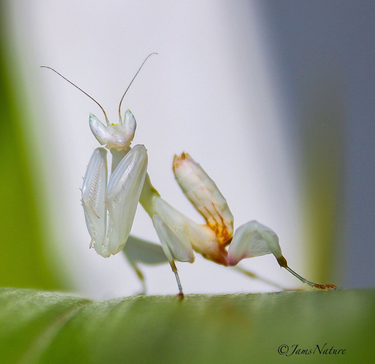 Blossom being as curious as always. Orchid Mantis.