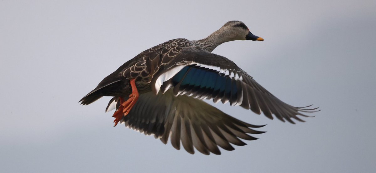 The gorgeous colours of the Indian Spot billed Duck