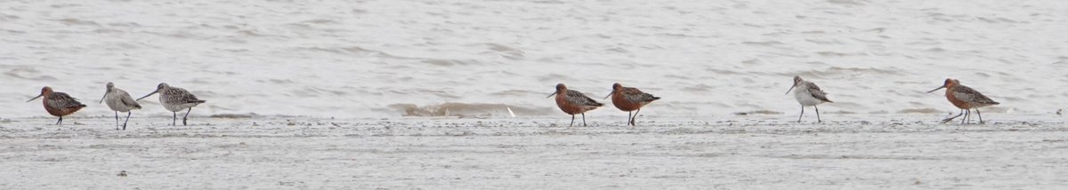 Also some decent waders at Dartford this morning with 13 Bar-tailed Godwits, 3 Grey Plovers, 20 Dunlins and 1 Avocet.