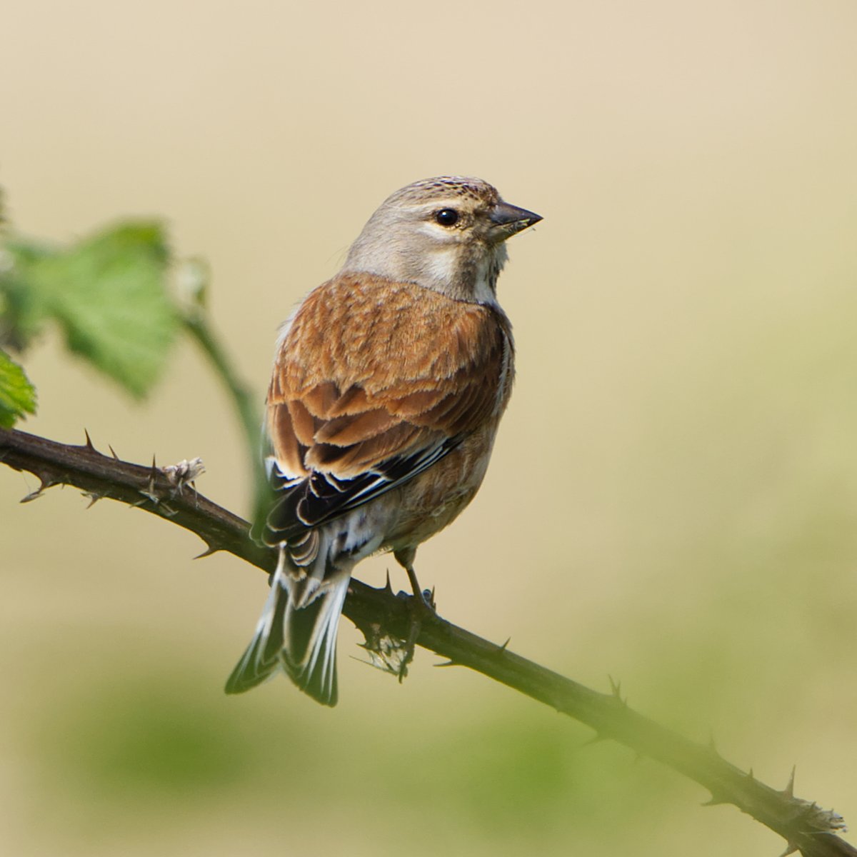 Bluthänfling #Natur #Fotografie #linnet #NaturePhotography #TwitterNatureCommunity