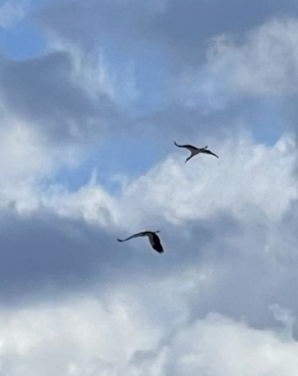 To recycle an old status just the two White Stork on the Standing Tarn WeBS count. Here they are sheepishly heading back to the zoo.