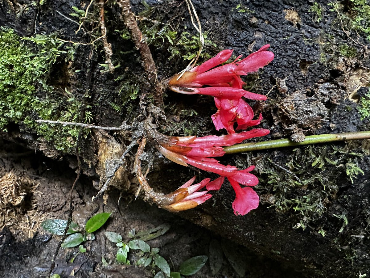 A couple of these Etlingera species I have seen with pink flowers with different habits. ☺️ <a href="/AxelGinger/">Axel Dalberg Poulsen</a>
