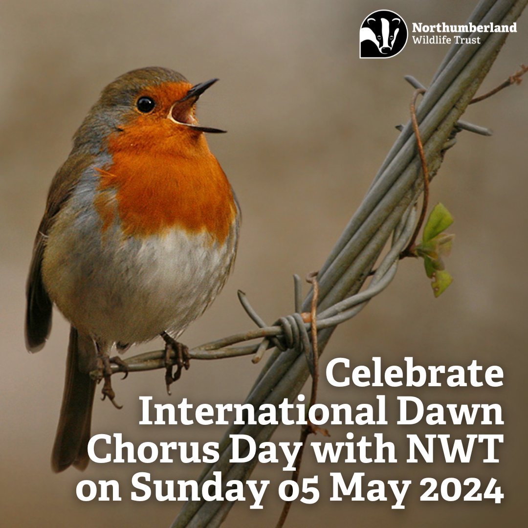 Northumberland Wildlife Trust is inviting members of the public to join in its celebration of International Dawn Chorus Day on Sunday 5th May with a walk around one of its popular urban reserves!

nwt.org.uk/news/wakey-wak…