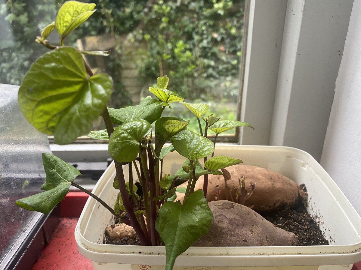 Sweet potato finally shooting to make ‘slips’ ready to grow in the polytunnel - a first for us this year and a bit of an experiment. This is a lovely purple variety from @Riverford #GrowYourOwn