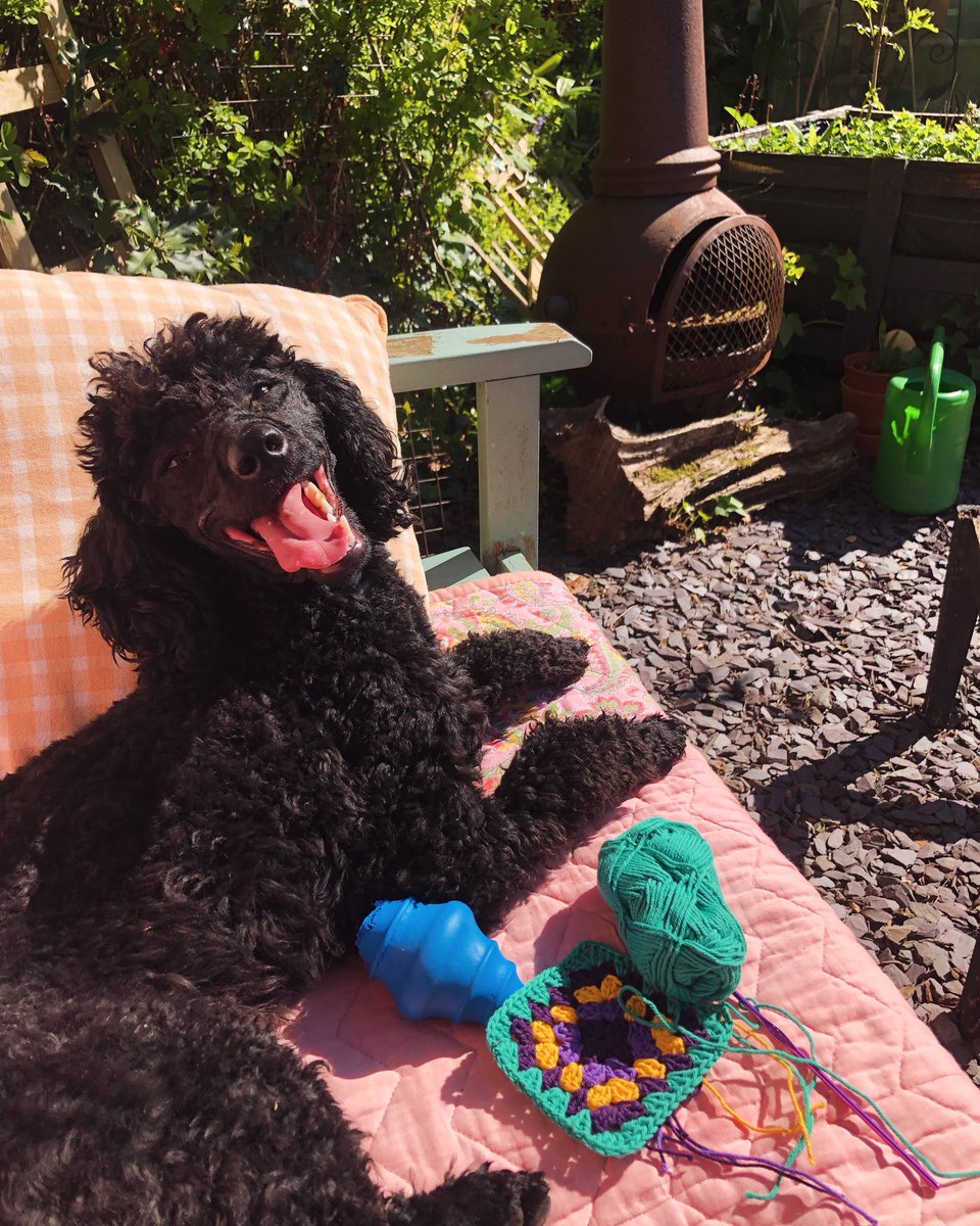 Crochet helps me sort out plot-holes & where-to-go-next moments. Paddy the Poodle agrees - altho that’s not his most flattering smile. Because my plot is tense, my #grannysquares are tense! 😆🐕🧶 #PsychologicalThriller #crochet #CrimeFiction #ScottishFiction