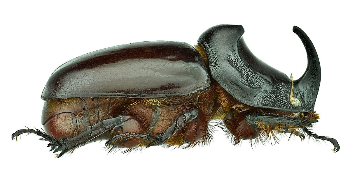 Oryctes nasicornis (Linnaeus, 1758)
Male
Size: 38 mm
Uzhgorod reg., UKRAINE, VI.1998