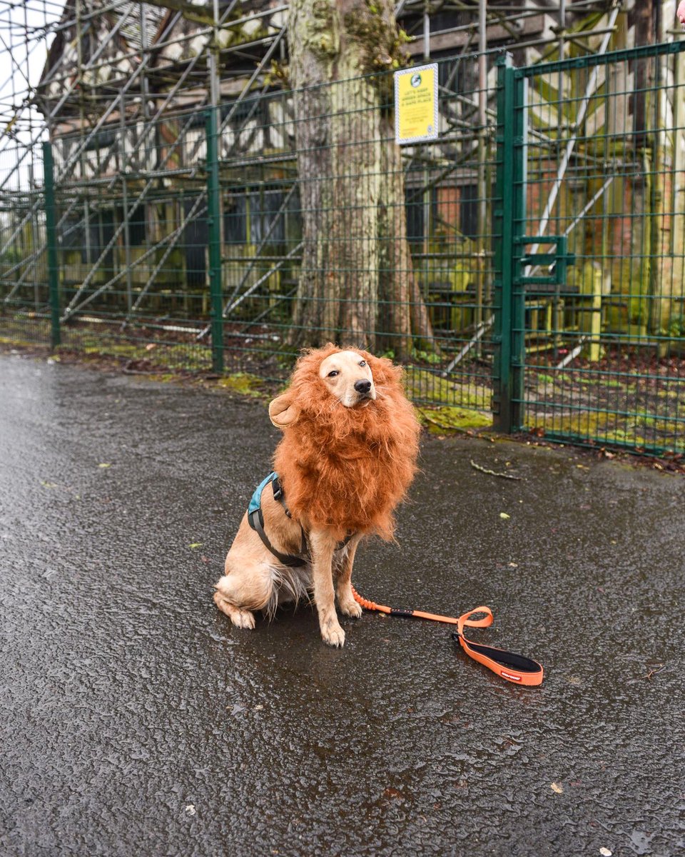 Happy Saturday all! Poppy says ‘remember to be the best version of yourself’ and for her, it’s being a golden lion 🦁 #Birmingham