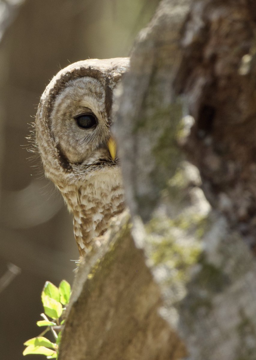 Two more photos added to my Peek-A-Hoo collection. #Harry #TwitterNatureCommunity #BarredOwl #Owls #Wildlife